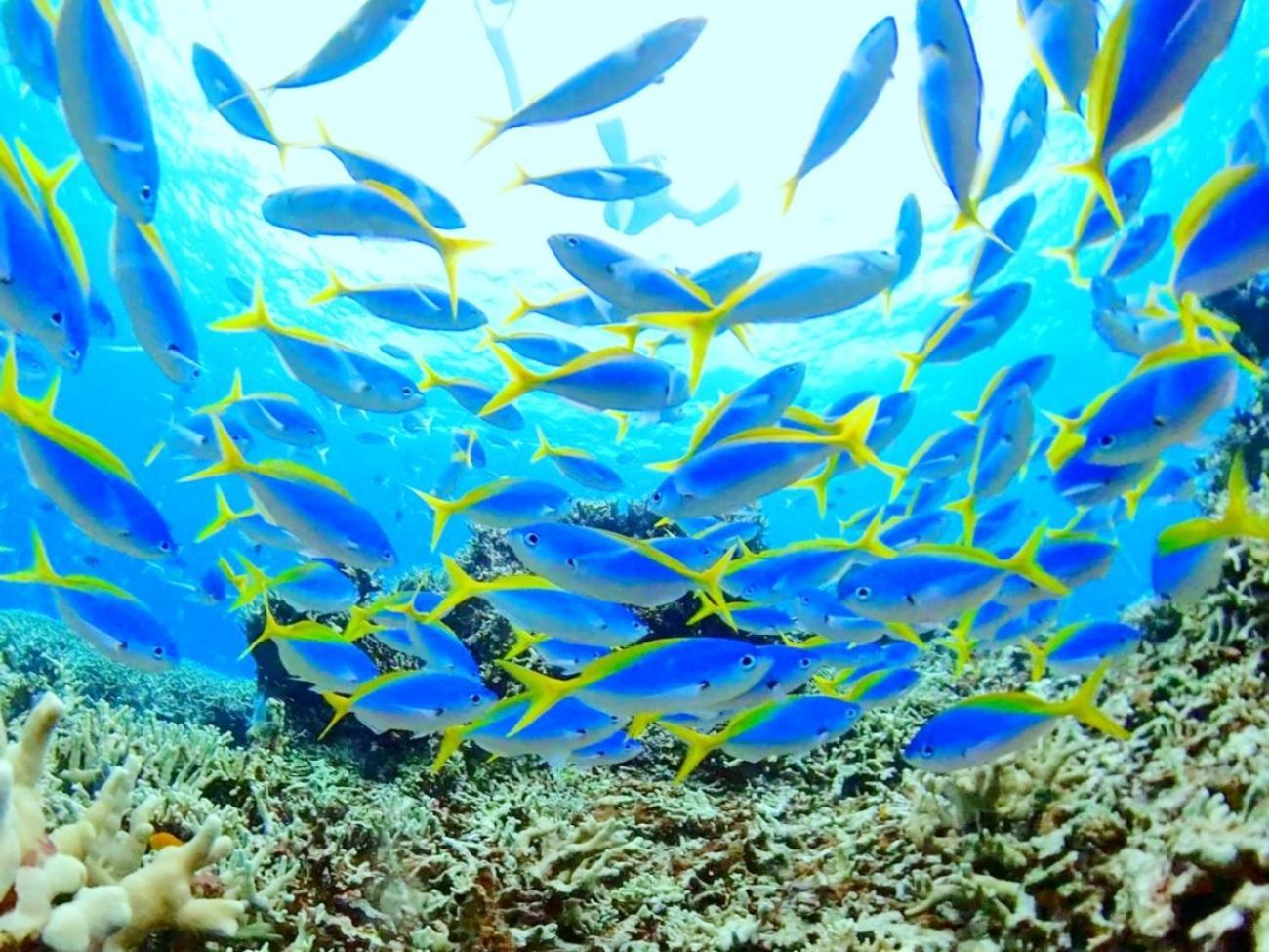 ヴィラうなりざき 浦内 エクステリア 写真